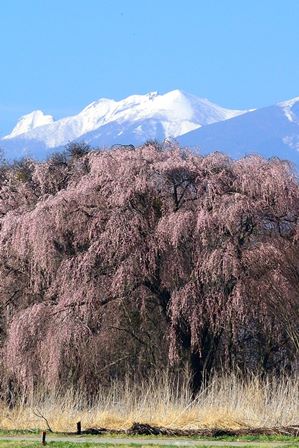 佐久穂の桜と八ヶ岳.jpg