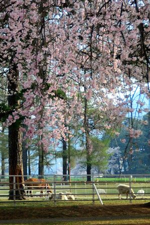 茨城牧場長野支場の桜.jpg