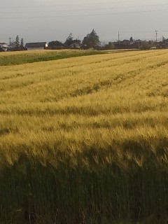 麦畑１.jpg