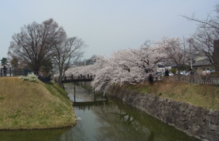 2014桜 (2).JPG