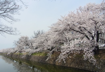 2014桜 (4).JPG